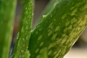 Aloe Vera for reducing acne bacteria